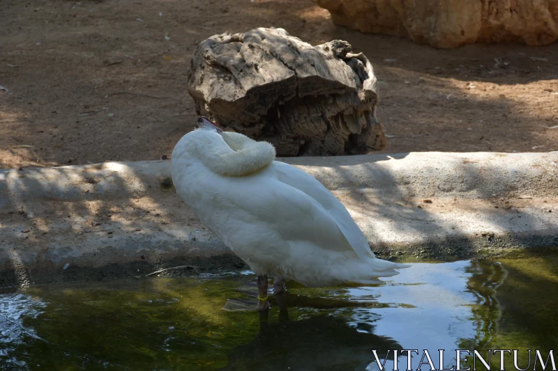 PHOTO Swan Reflections in Nature