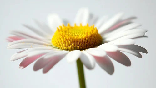 Macro Photography of a Daisy