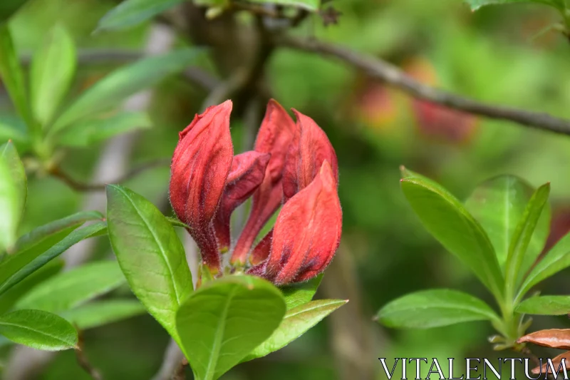 Close-up of a Red Flower Bud Free Stock Photo