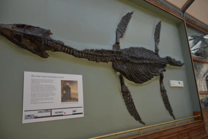 Prehistoric Marine Reptile Fossil Display