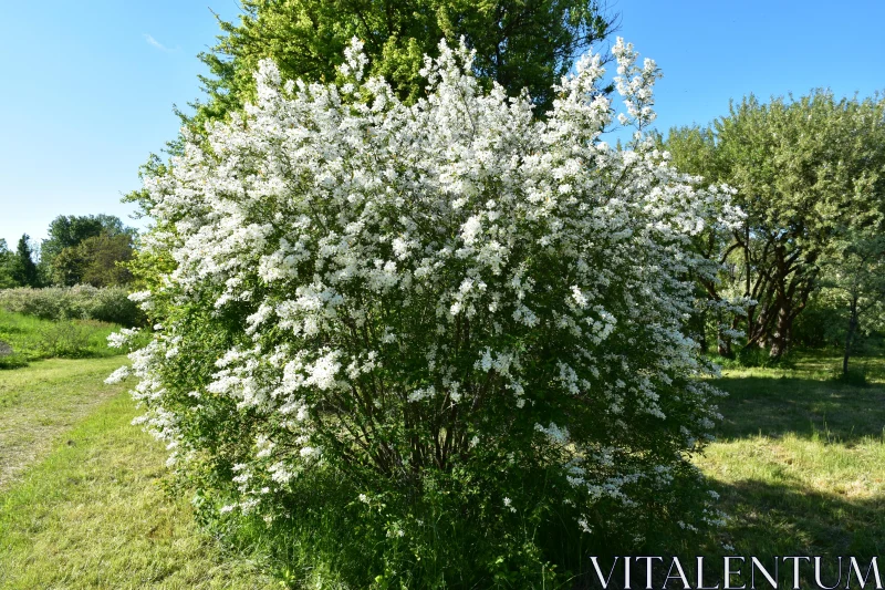 Blossoming Nature: A White Floral Bush Free Stock Photo