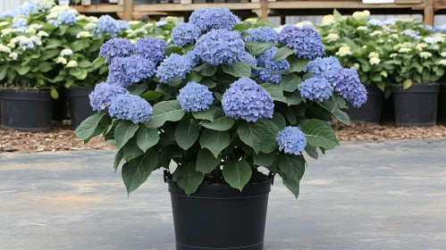 Vibrant Hydrangea in Pot