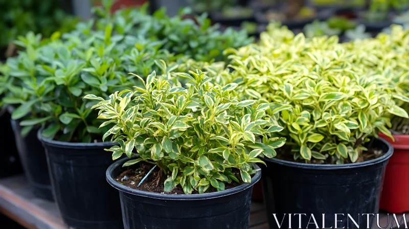 Green and Gold Potted Plants AI Image