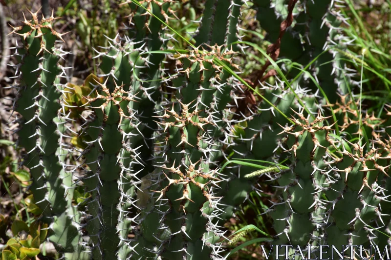 Spiky Desert Plants in Their Natural Habitat Free Stock Photo