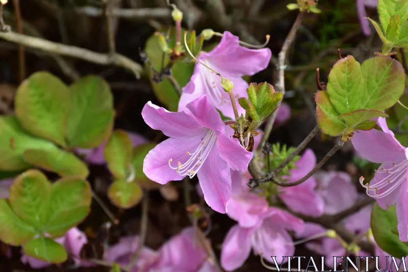 Pink Blooms Captured in Nature Free Stock Photo