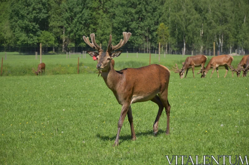 Elegant Deer with Antlers Free Stock Photo