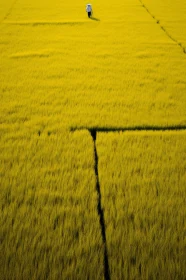 Person in Yellow Field