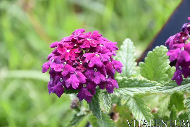 Vivid Purple Flower Blossoms in Garden Free Stock Photo