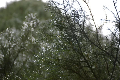 Morning Dew on Foliage