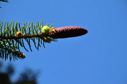 Nature's Colors: Pine Cone and Sky