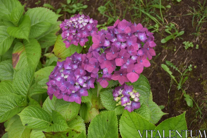 Pink Hydrangea Beauty Free Stock Photo