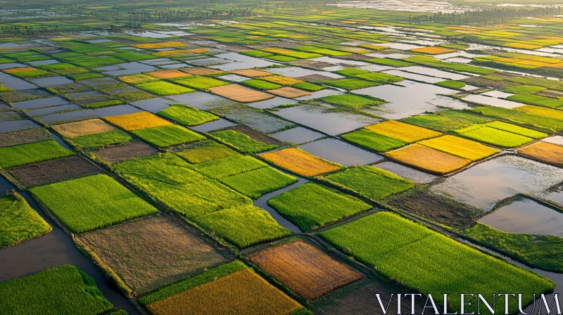 Patchwork of Rice Fields from Above AI Image