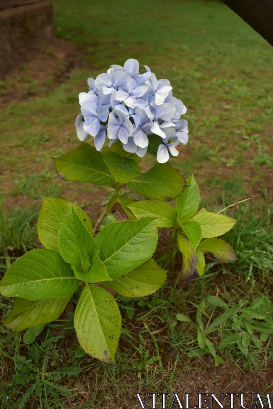 Blue Hydrangea with Greenery Free Stock Photo