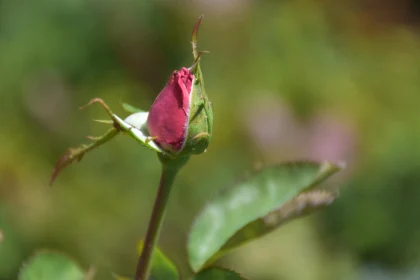 Close-up of Blooming Rosebud