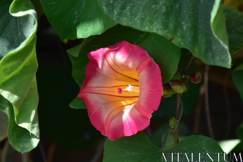 PHOTO Sunlit Morning Glory Bloom