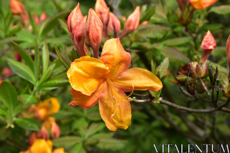 Close-Up of Orange Azalea Free Stock Photo