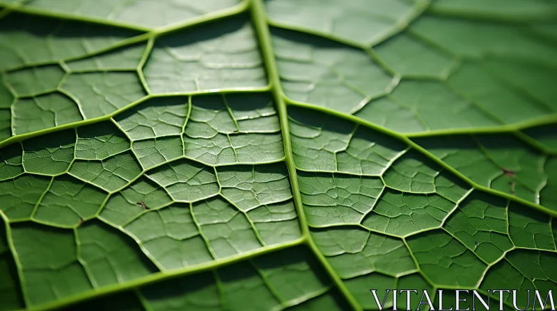 Nature Meets Geometry: A Detailed View of Leaf Veins AI Image