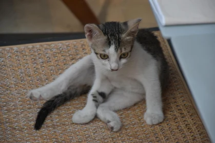 Curious Young Cat Relaxing