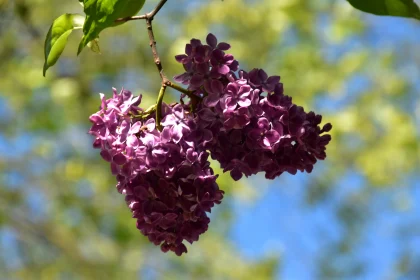 Spring Lilac Blossoms