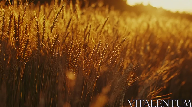 Sunlit Wheat Field AI Image