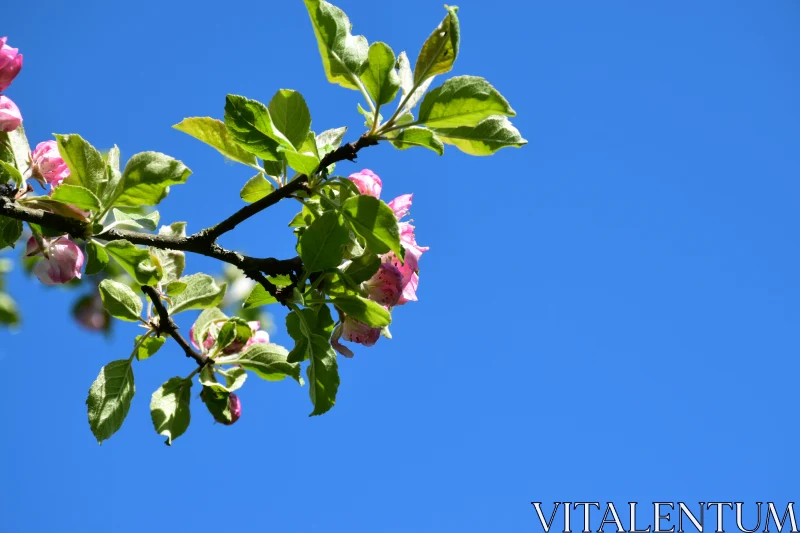 PHOTO Spring Blossoms in Vibrant Blue