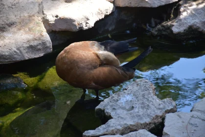 Duck Grooming by Water's Edge