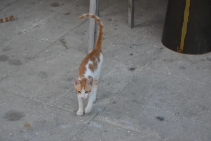 Cute Street Kitten in Cyprus