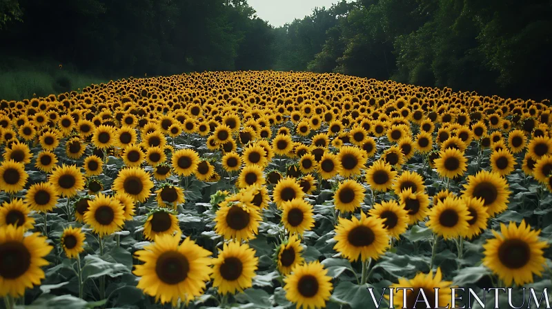 Endless Sunflowers Under Gentle Light AI Image