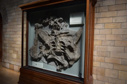 Fossil Display at the Museum