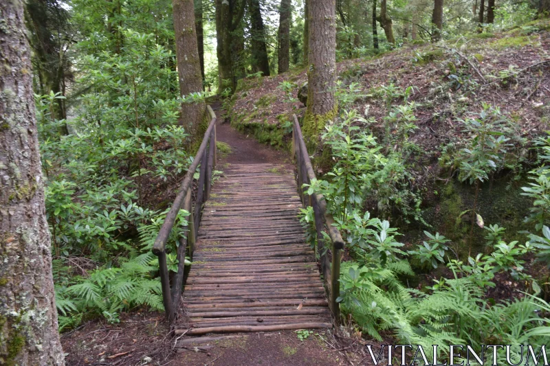 Woodland Bridge Pathway Free Stock Photo