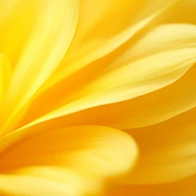 Macro Yellow Flower Petals