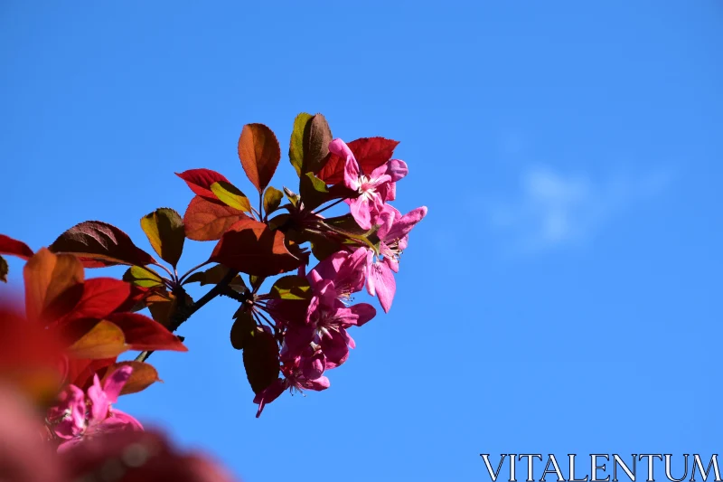 Bright Blossom nd Sky Free Stock Photo