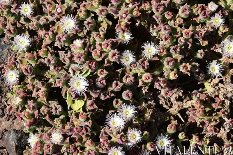 Tiny White Flowers Among Textured Leaves Free Stock Photo