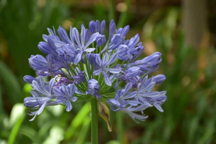 Vibrant Agapanthus Flower Display