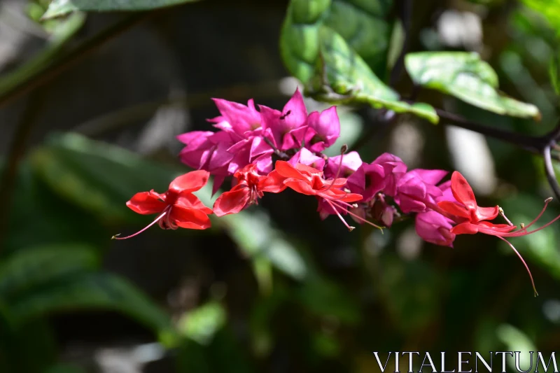 PHOTO Striking Flower Cluster in Garden Setting