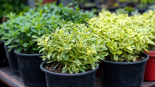 Green and Gold Potted Plants