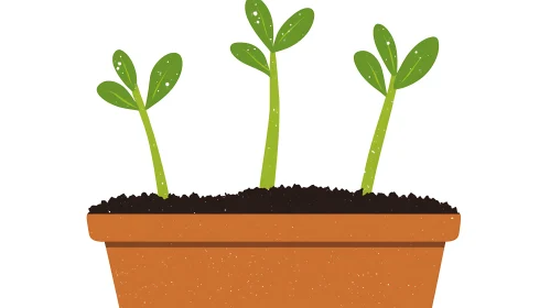 Young Sprouts Growing in Terracotta Container