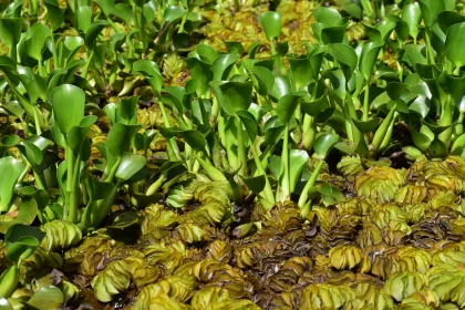 Green Aquatic Vegetation