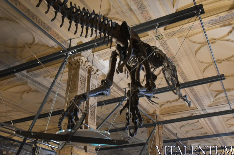 Fossil Exhibit in Historic Museum Free Stock Photo