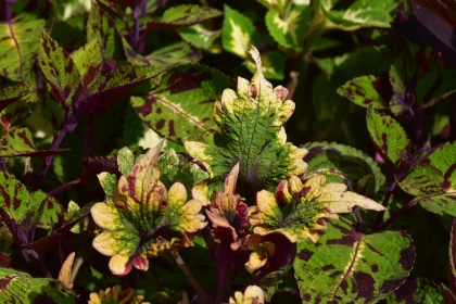 Vibrant Foliage of Coleus Plants Free Stock Photo