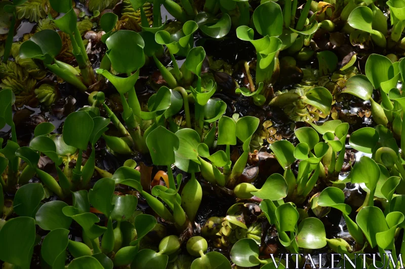 Aquatic Foliage in Natural Habitat Free Stock Photo