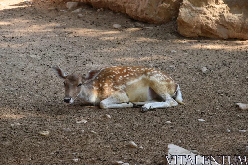 Peaceful Deer Among Rocks Free Stock Photo