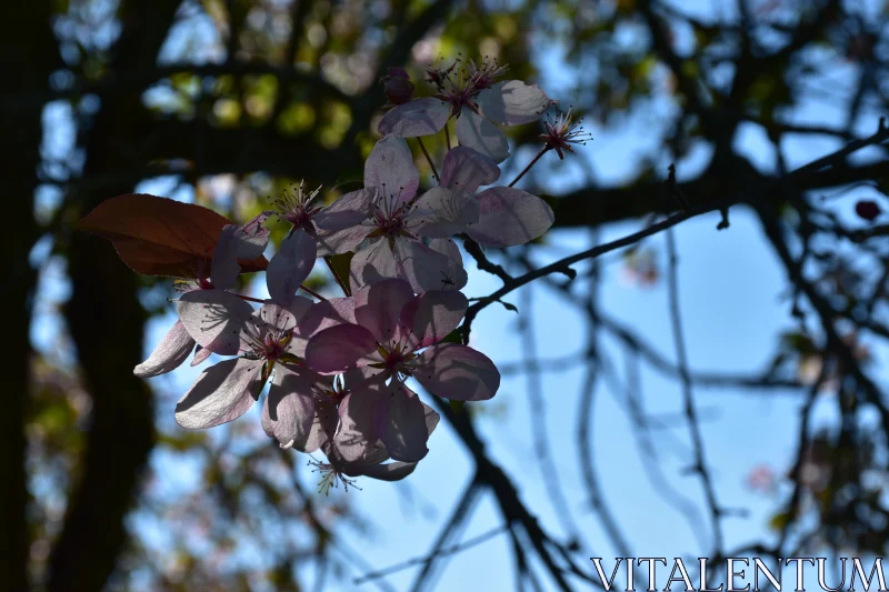 Springtime Floral Elegance Free Stock Photo