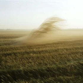 Wheat Field in the Breeze