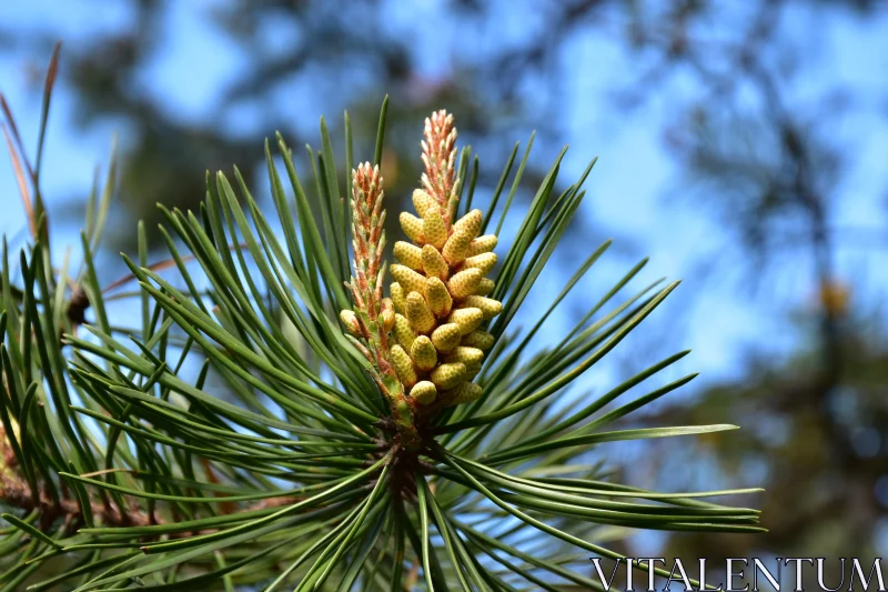 Evergreen Branch with Fresh Cones Free Stock Photo