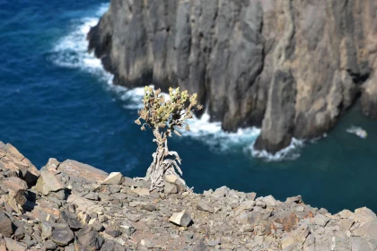 Cliffside Plant with Ocean View