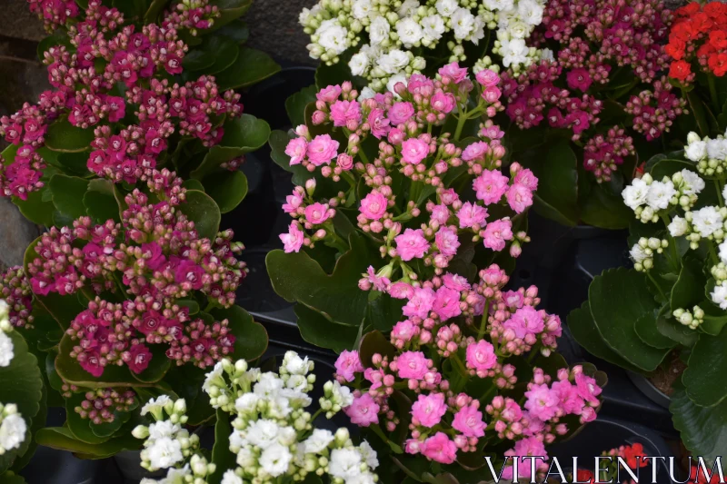 Kalanchoe Blooms in Garden Free Stock Photo