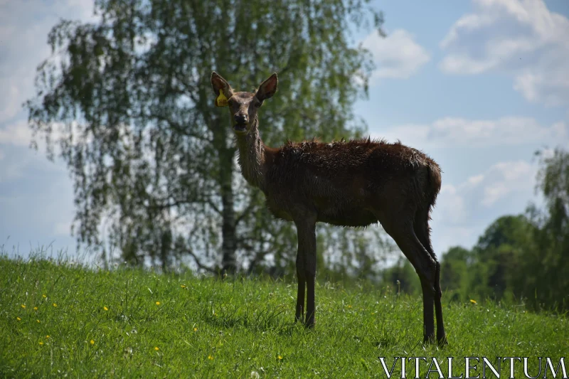 PHOTO Deer on a Green Hill