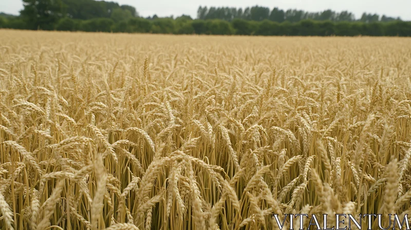Ripe Wheat Field Landscape AI Image