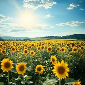 Sunflower Meadow in Summer Sunlight